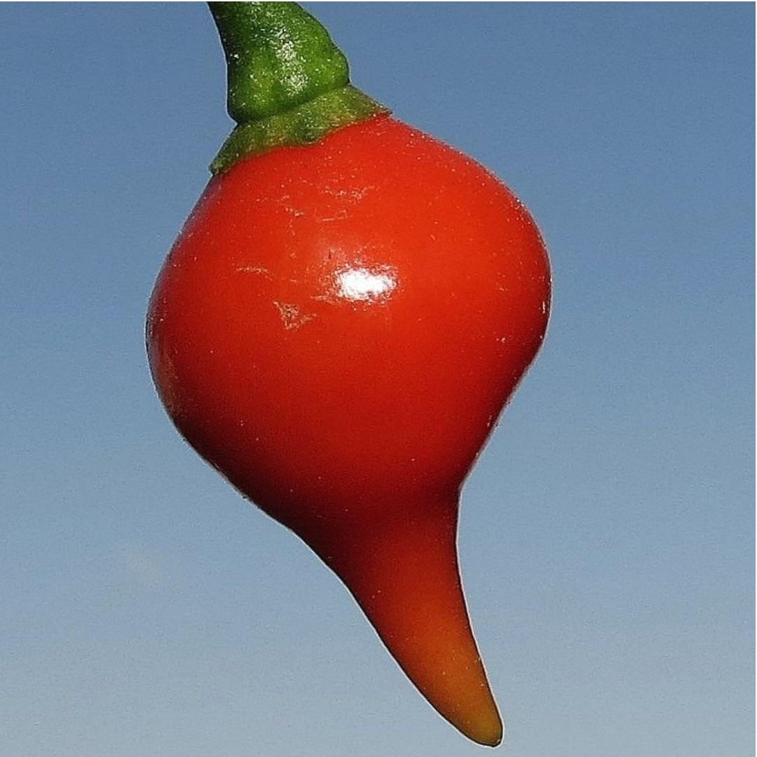 Hot Pepper Seeds Chupetinho Rosso - 5