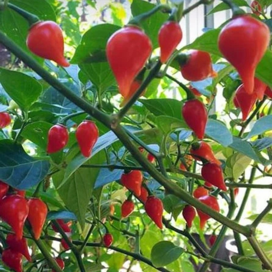 Hot Pepper Seeds Chupetinho Rosso - 5