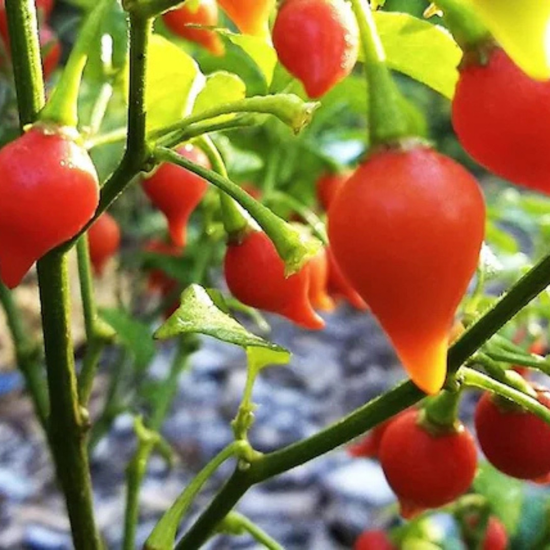 Hot Pepper Seeds Chupetinho Rosso - 5