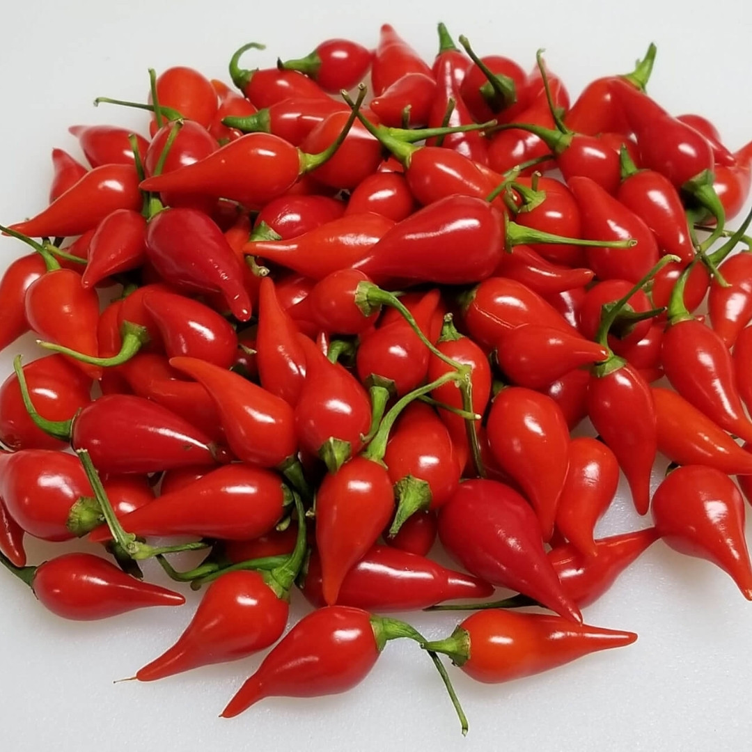 Hot Pepper Seeds Chupetinho Rosso - 5