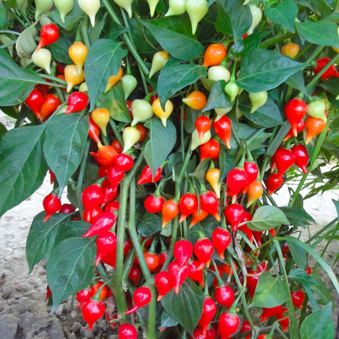 Hot Pepper Seeds Chupetinho Rosso - 5