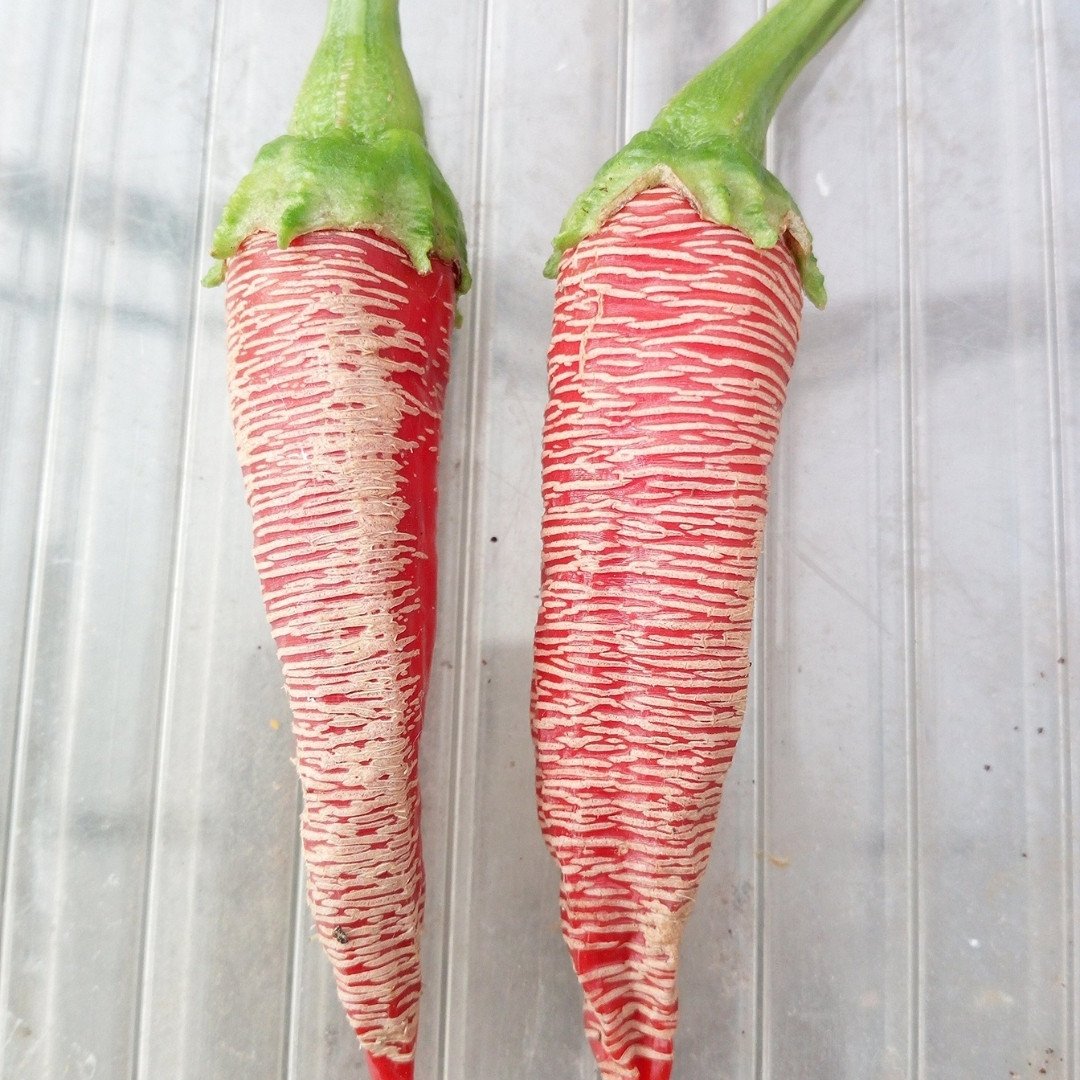 Hot pepper Seeds Rezha Macedonian (Vezena Piperka) - 5