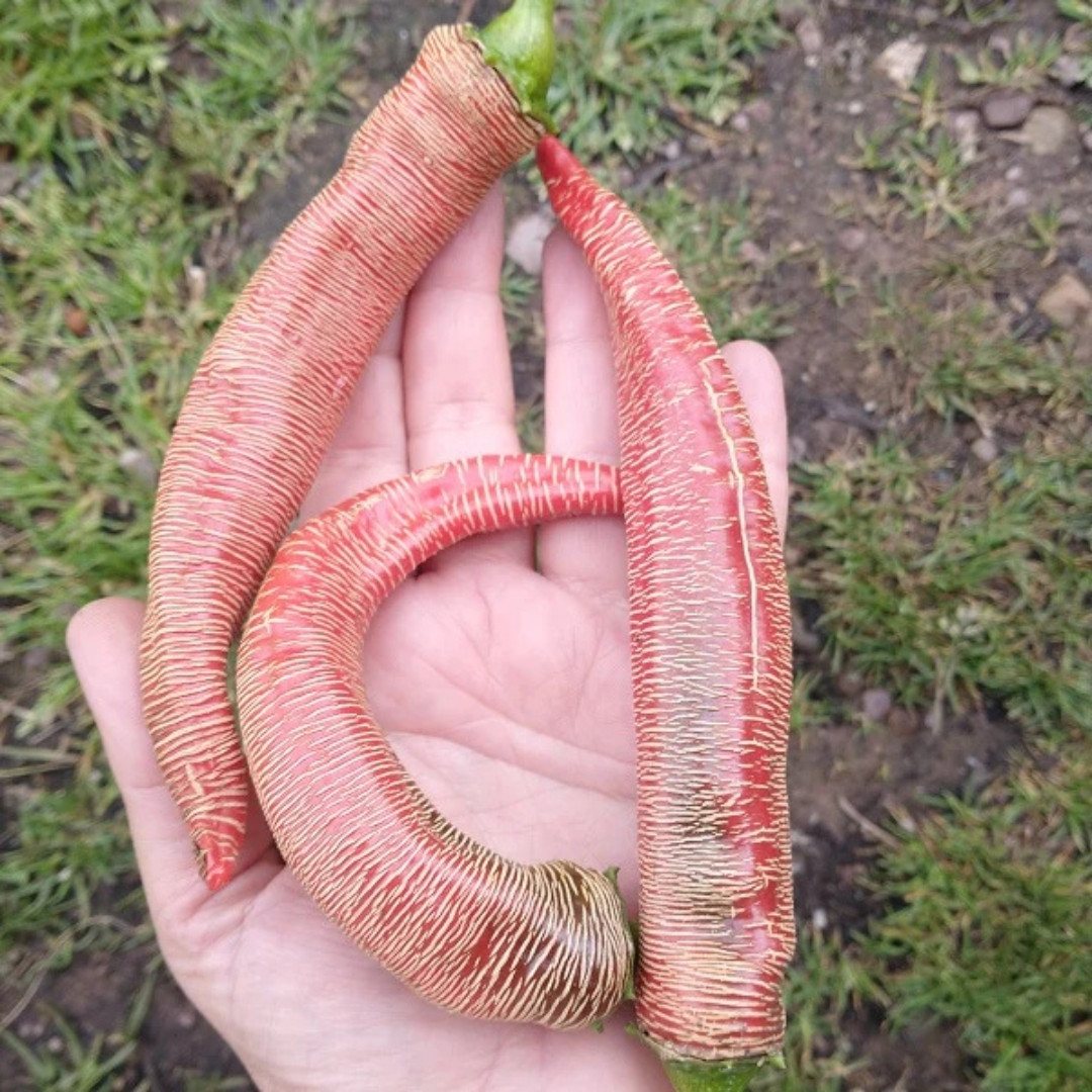 Hot pepper Seeds Rezha Macedonian (Vezena Piperka) - 5