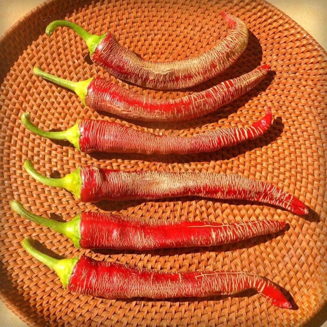 Hot pepper Seeds Rezha Macedonian (Vezena Piperka) - 5