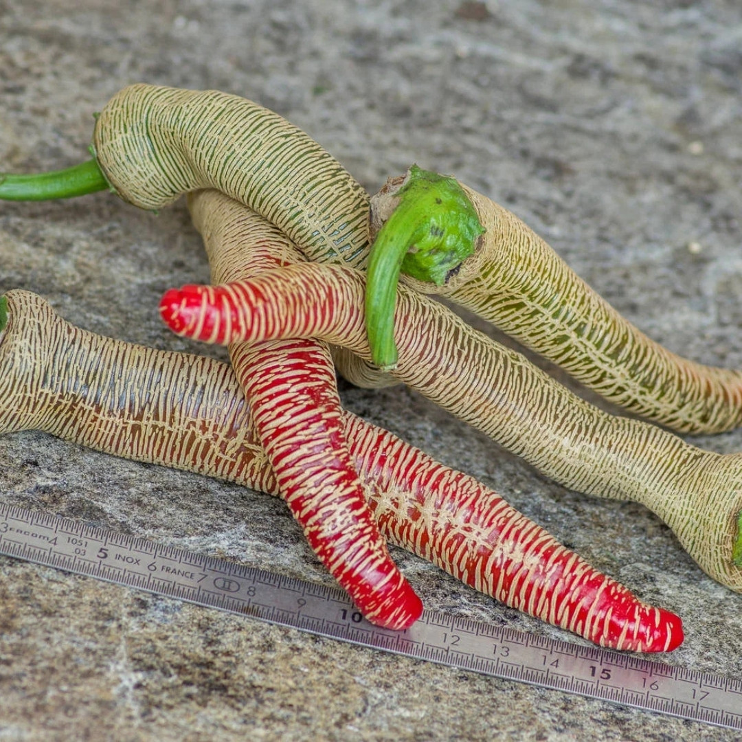 Hot pepper Seeds Rezha Macedonian (Vezena Piperka) - 5