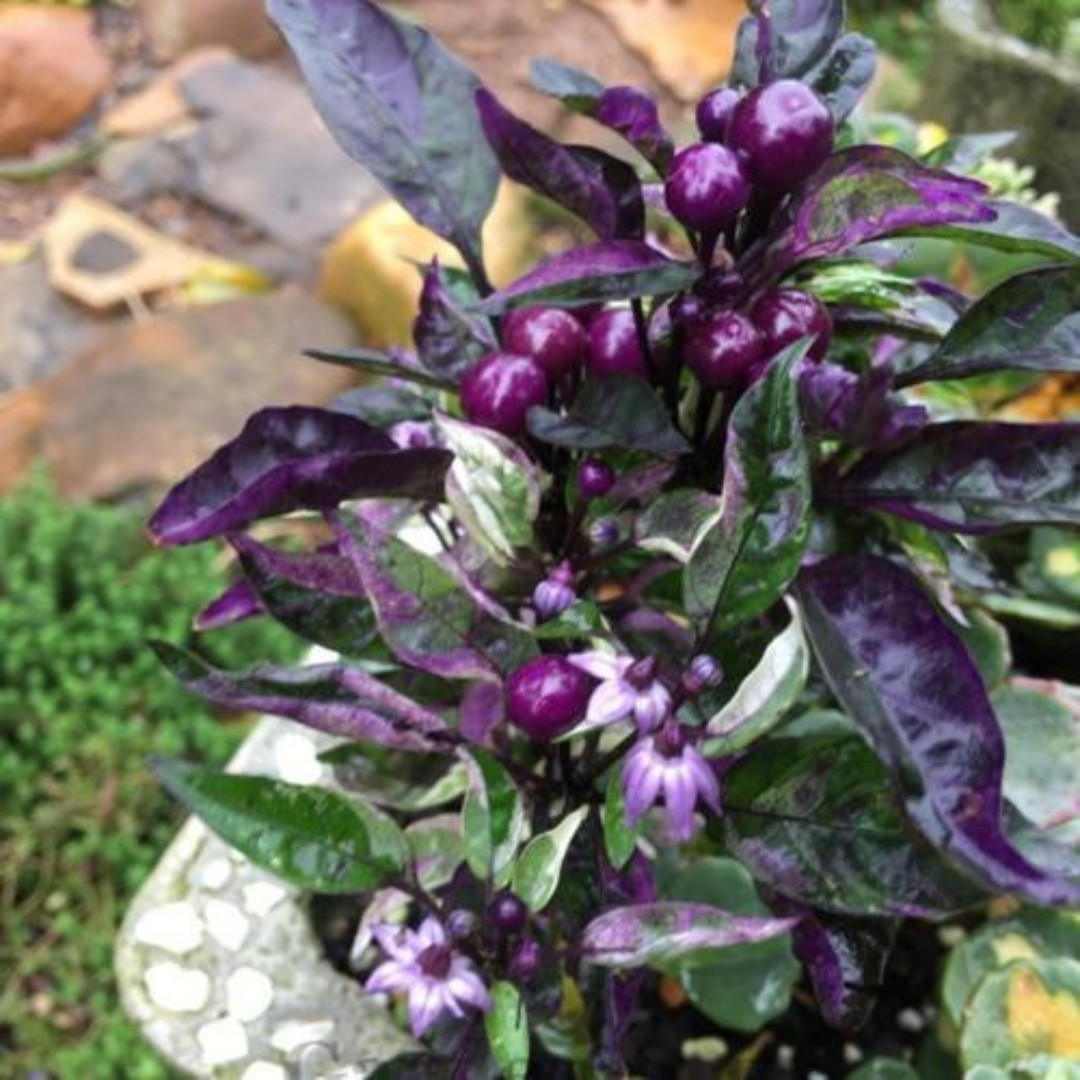 Hot Pepper Seeds Purple Flash - 5
