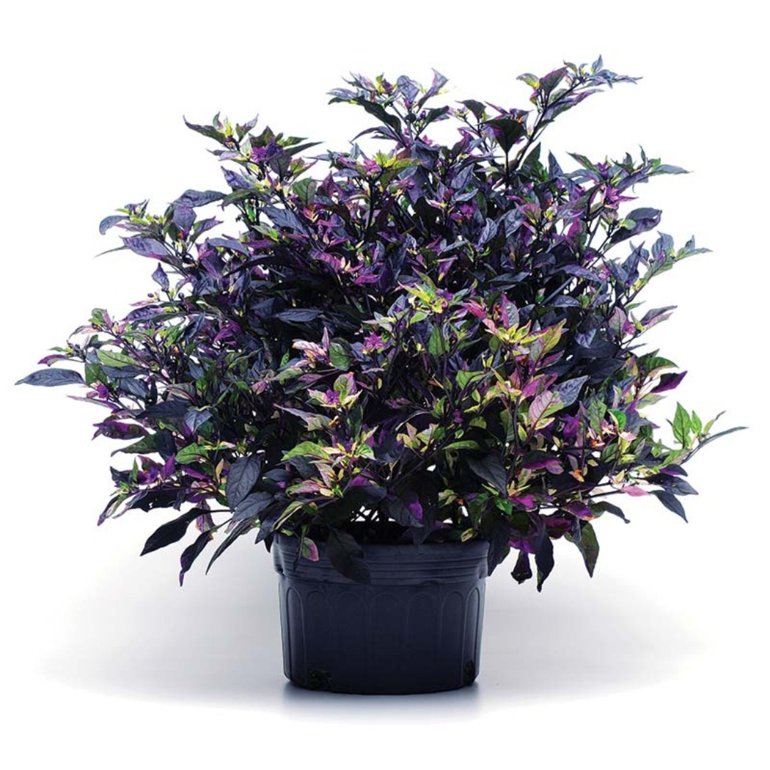 Hot Pepper Seeds Purple Flash - 5