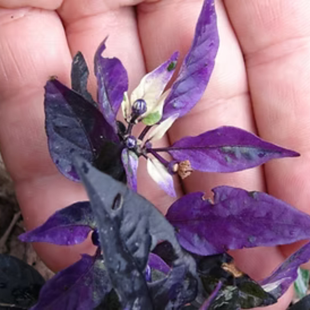 Hot Pepper Seeds Purple Flash - 5