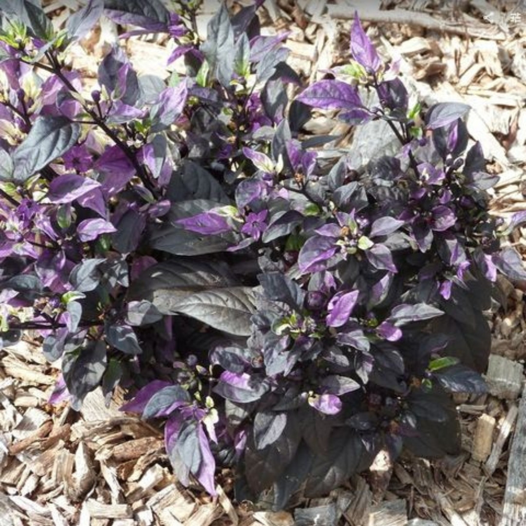 Hot Pepper Seeds Purple Flash - 5