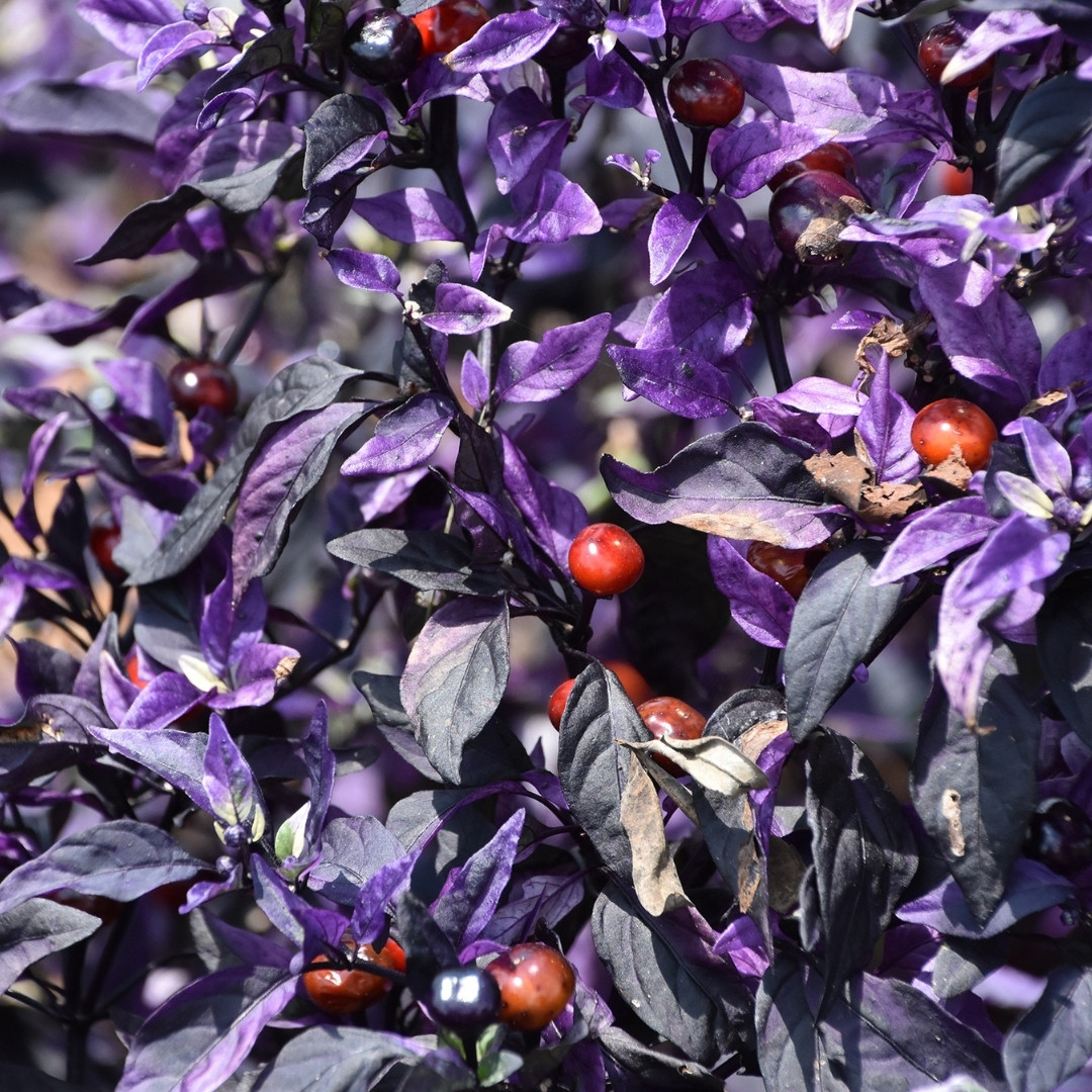 Hot Pepper Seeds Purple Flash - 5