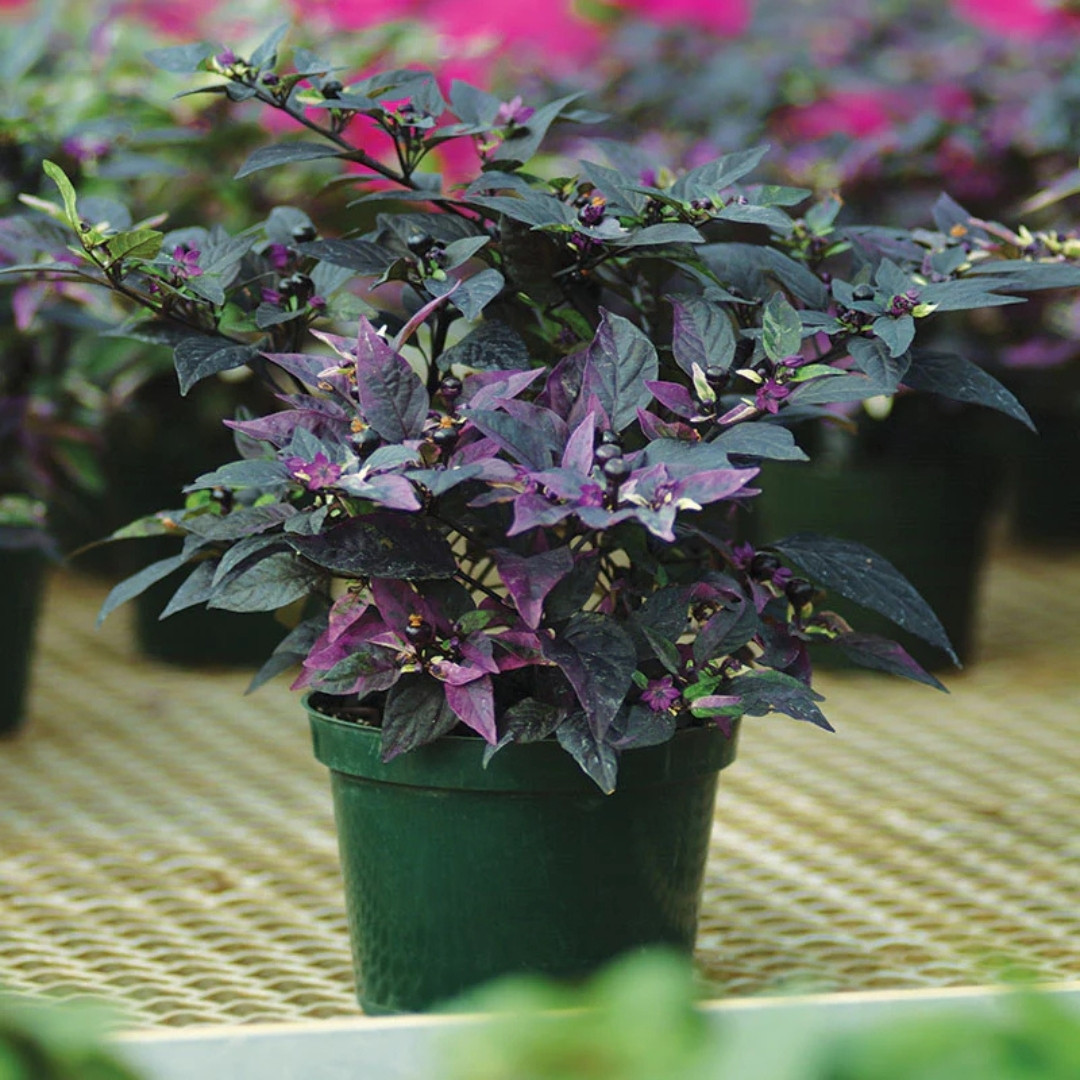 Hot Pepper Seeds Purple Flash - 5