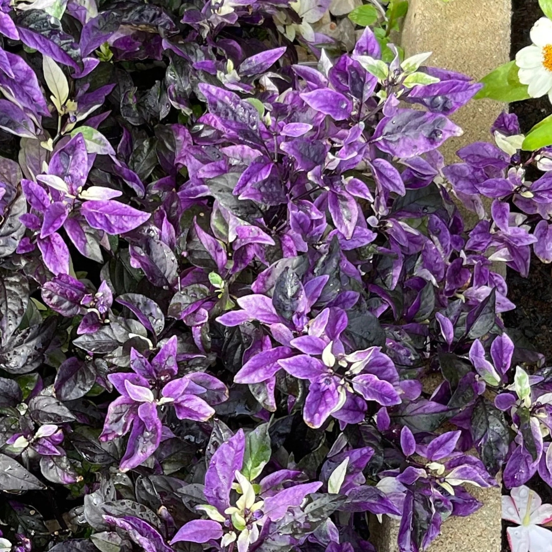 Hot Pepper Seeds Purple Flash - 5
