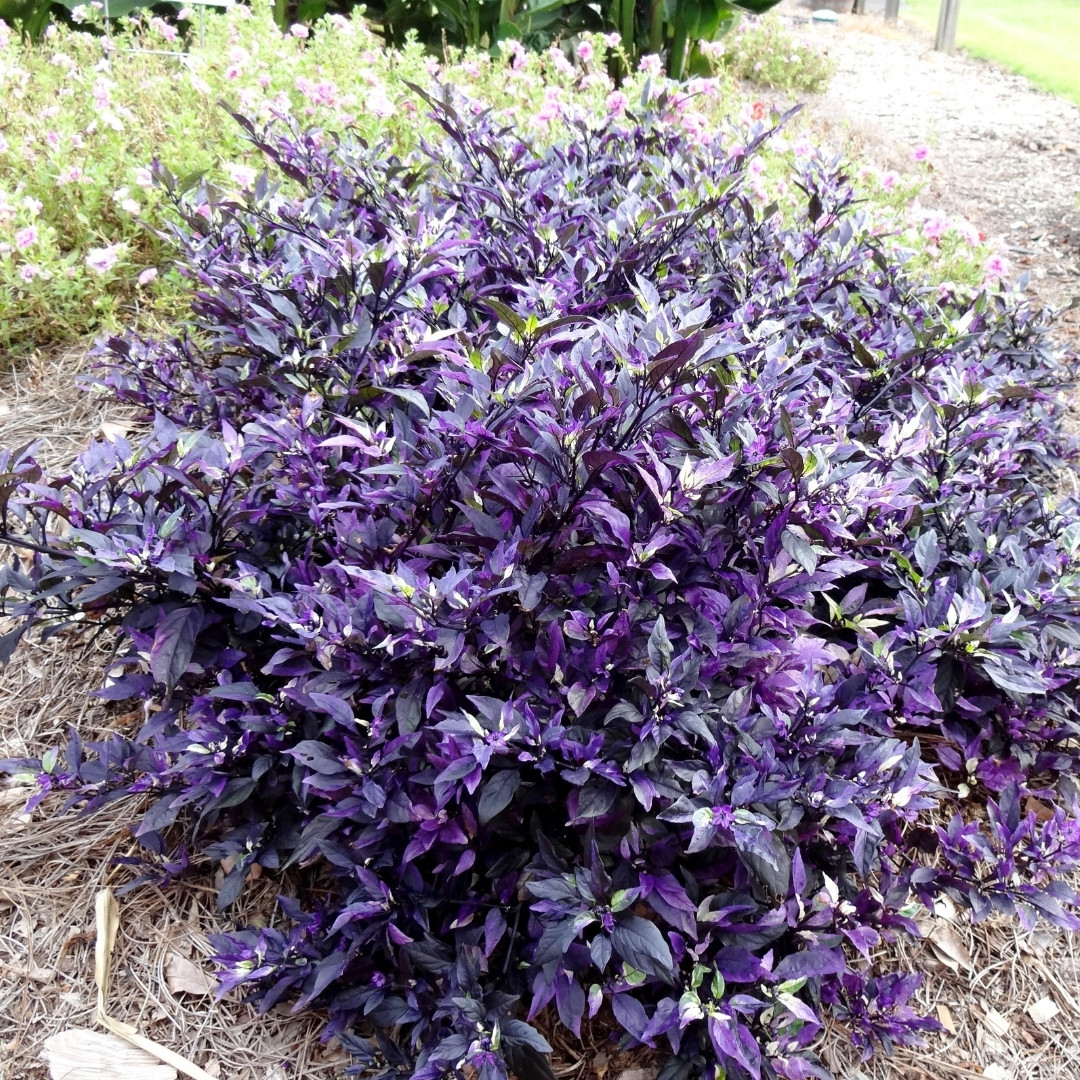 Hot Pepper Seeds Purple Flash - 5