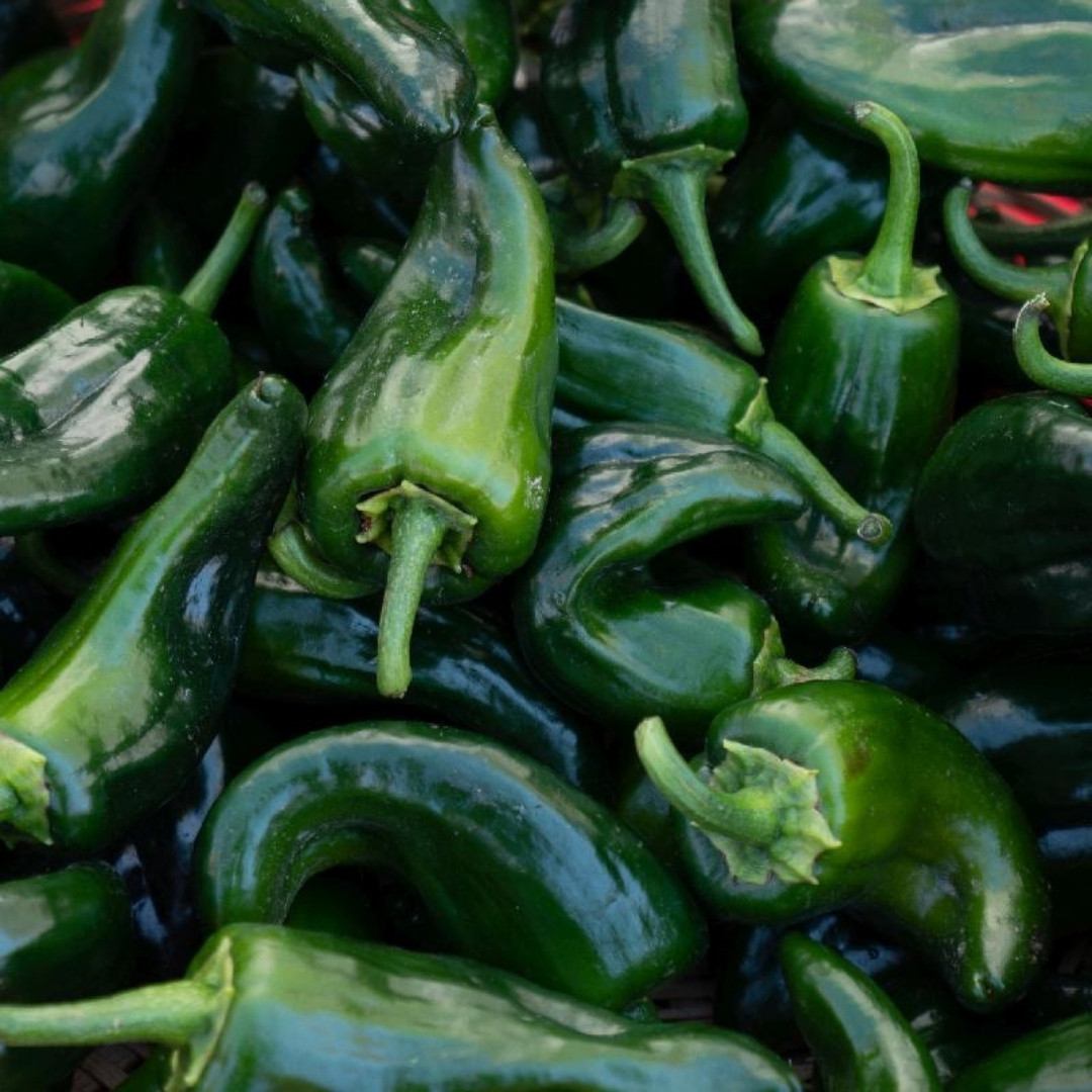 Hot Pepper Seeds Poblano, Ancho Mulato - 5