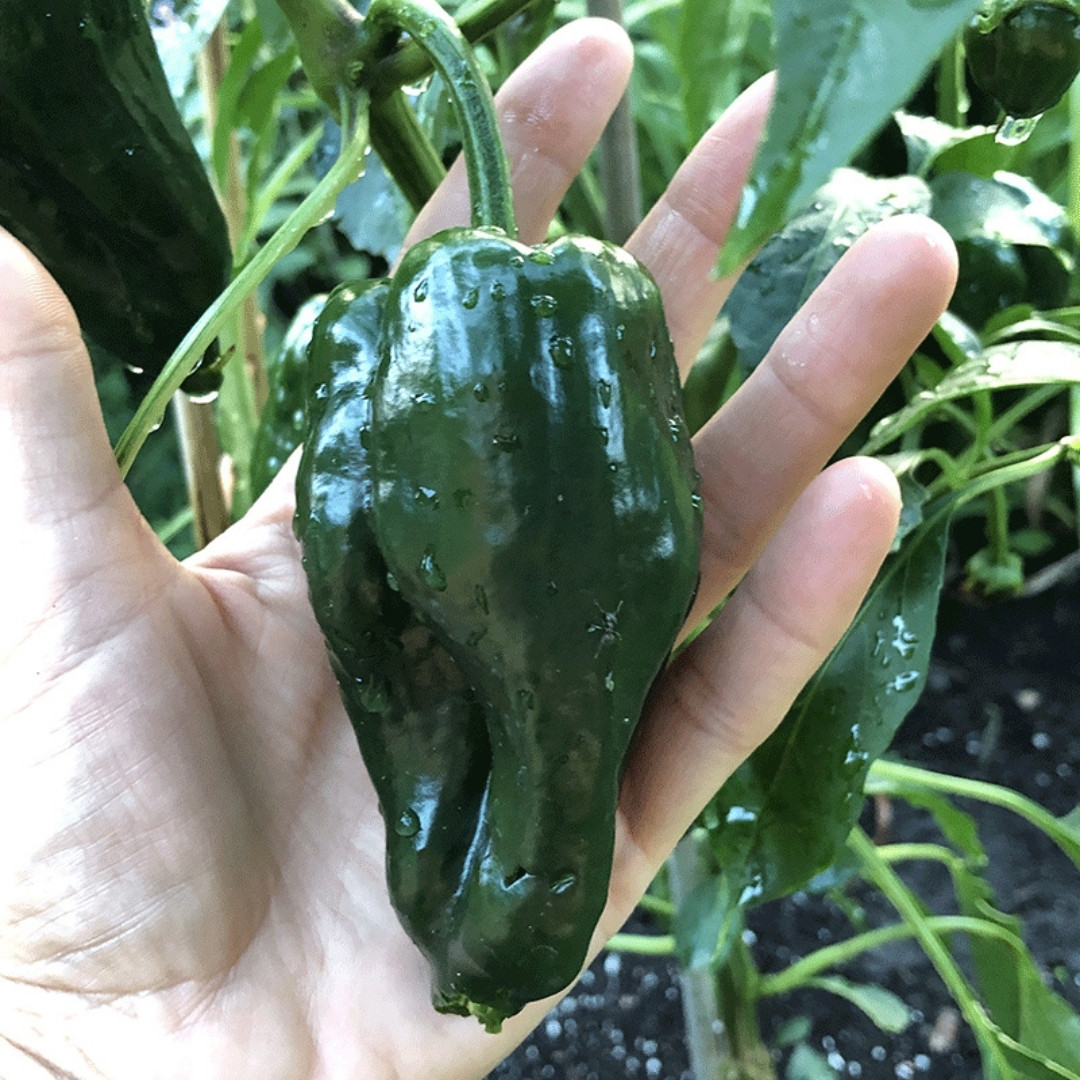 Hot Pepper Seeds Poblano, Ancho Mulato - 5