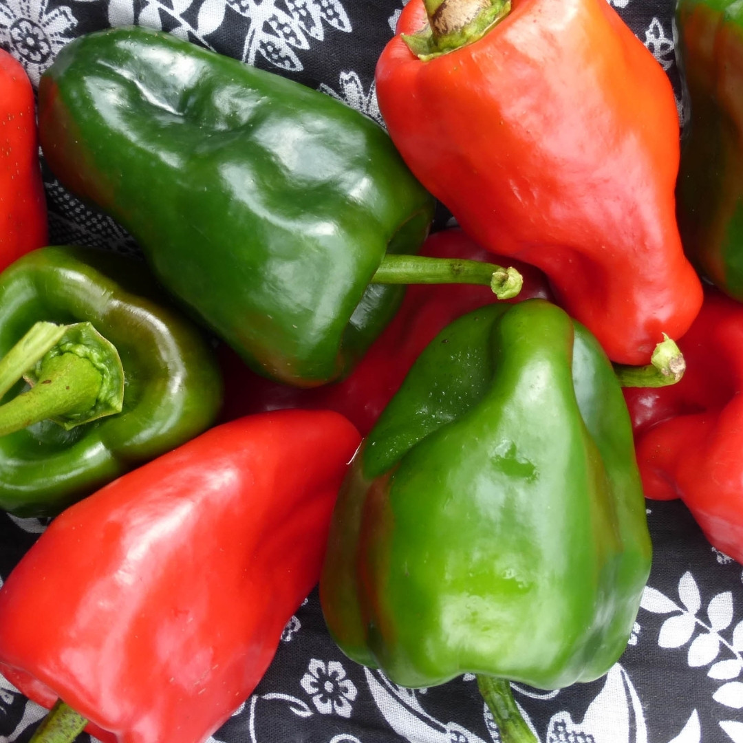 Hot Pepper Seeds Poblano, Ancho Mulato - 5