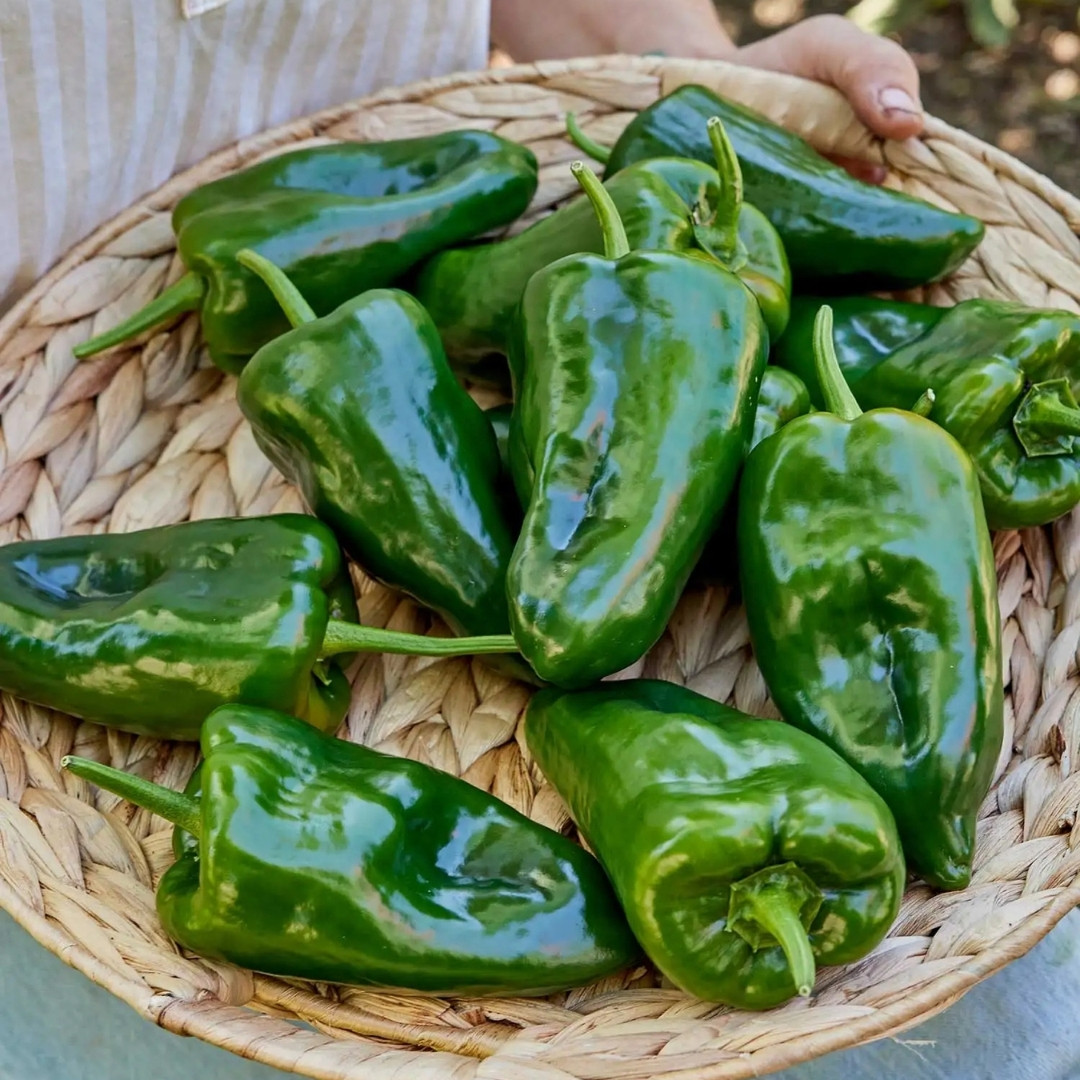 Hot Pepper Seeds Poblano, Ancho Mulato - 5