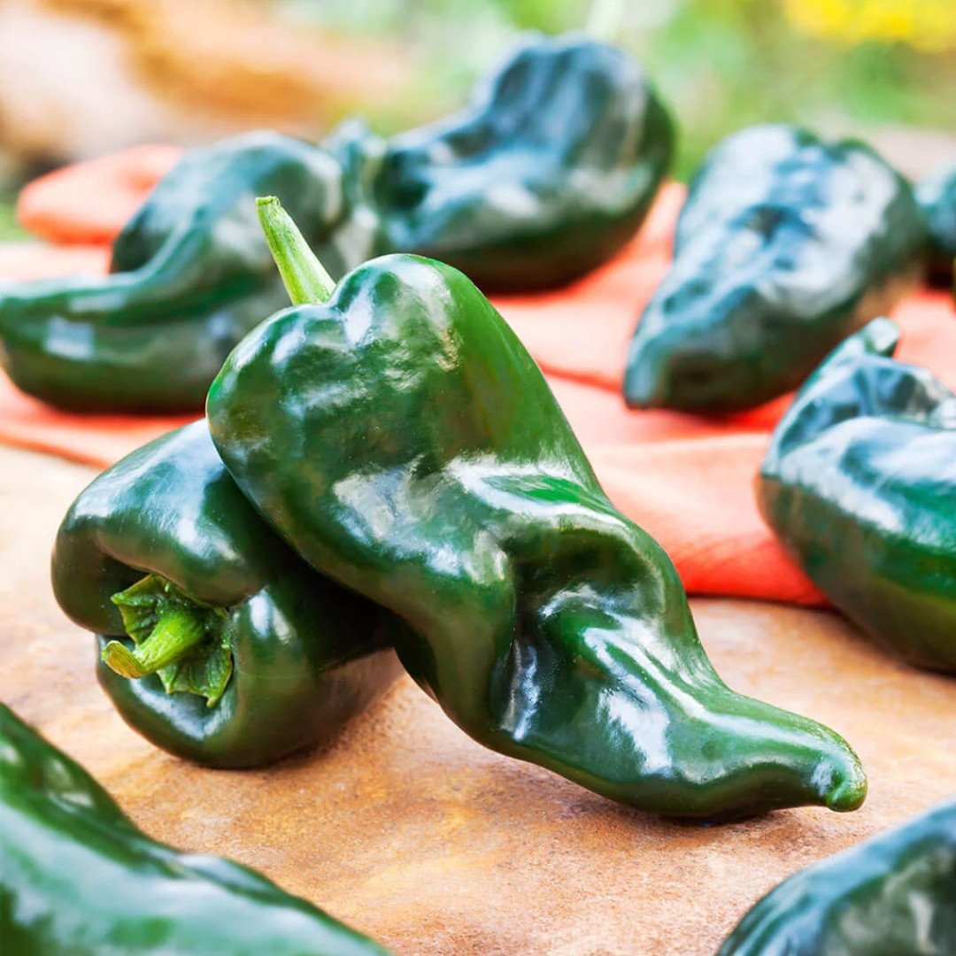 Hot Pepper Seeds Poblano, Ancho Mulato - 5