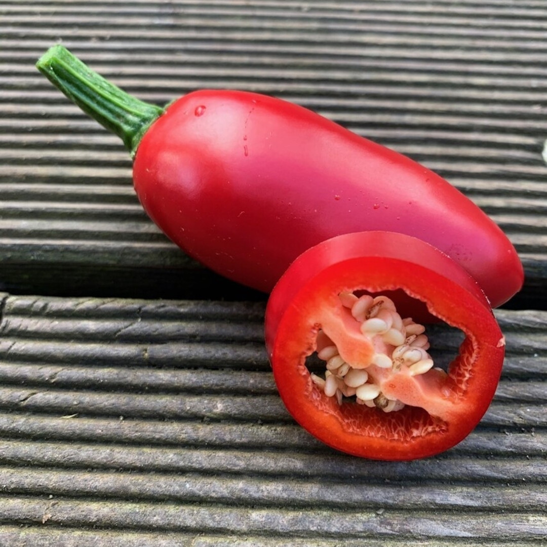 Hot Pepper Seeds Jalapeno Conchos - 5