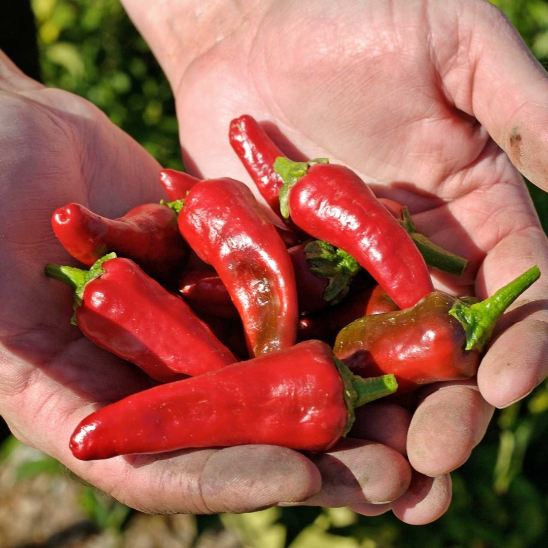 Hot Pepper Seeds Jalapeno Conchos - 5