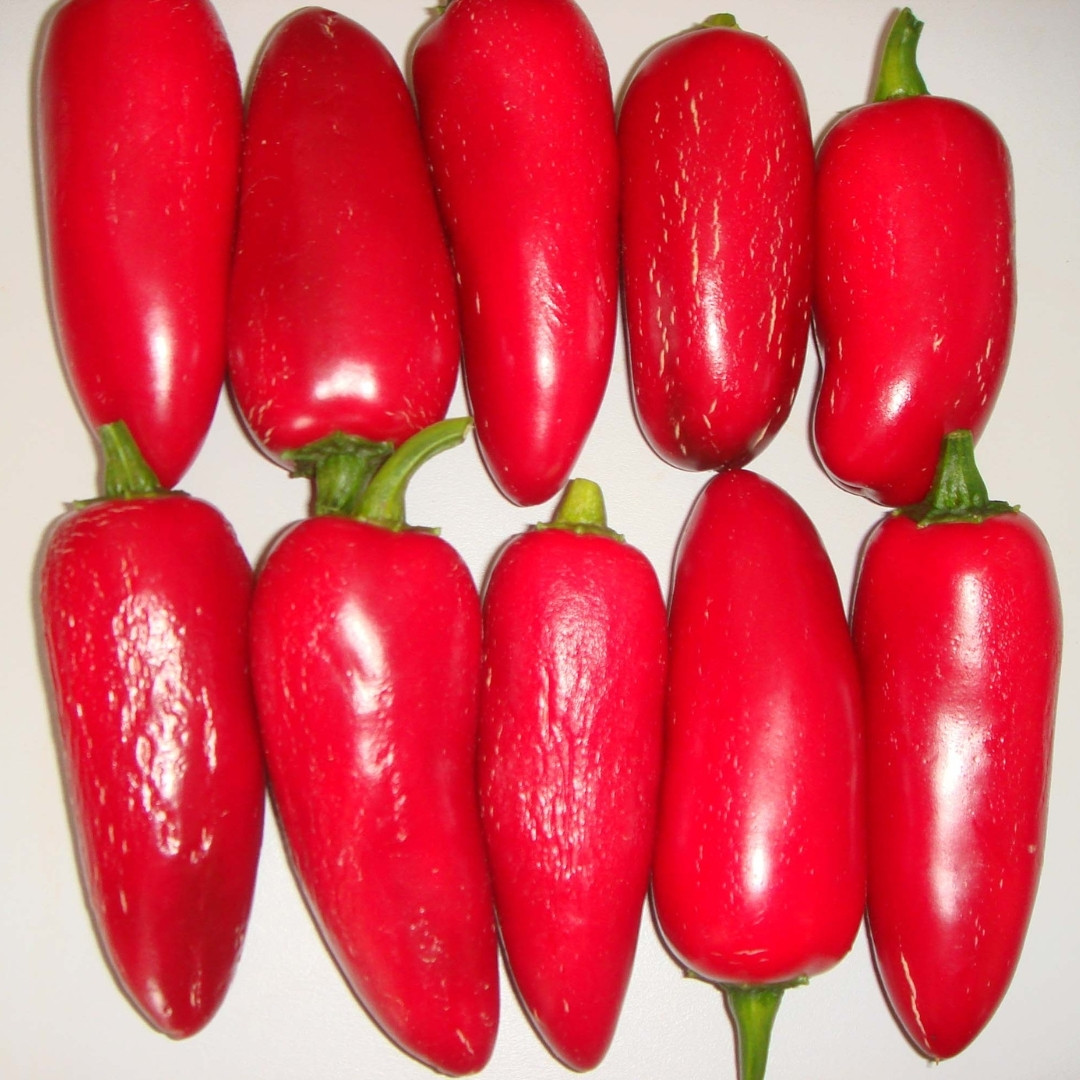 Hot Pepper Seeds Jalapeno Conchos - 5