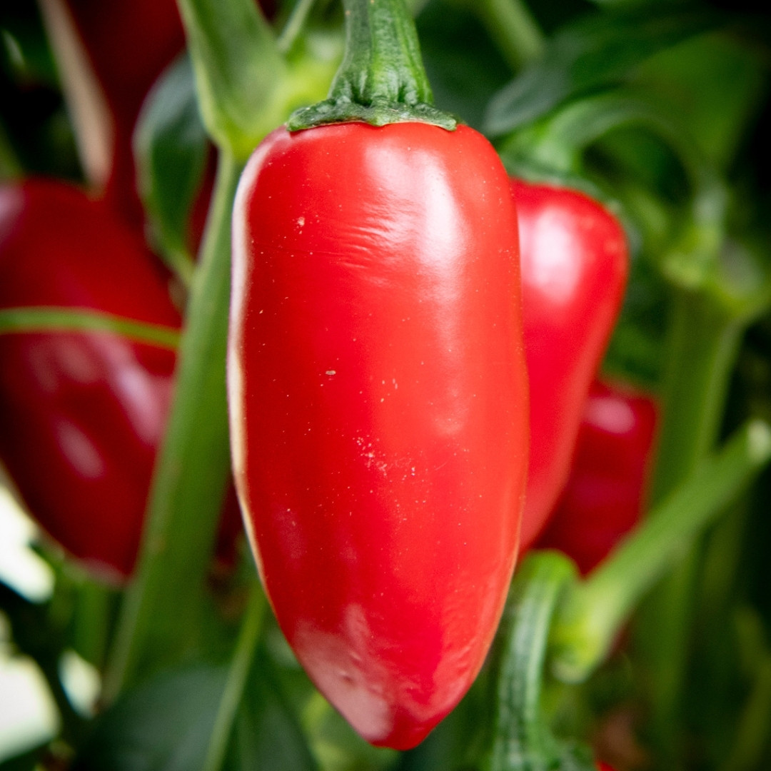 Hot Pepper Seeds Jalapeno Conchos - 5