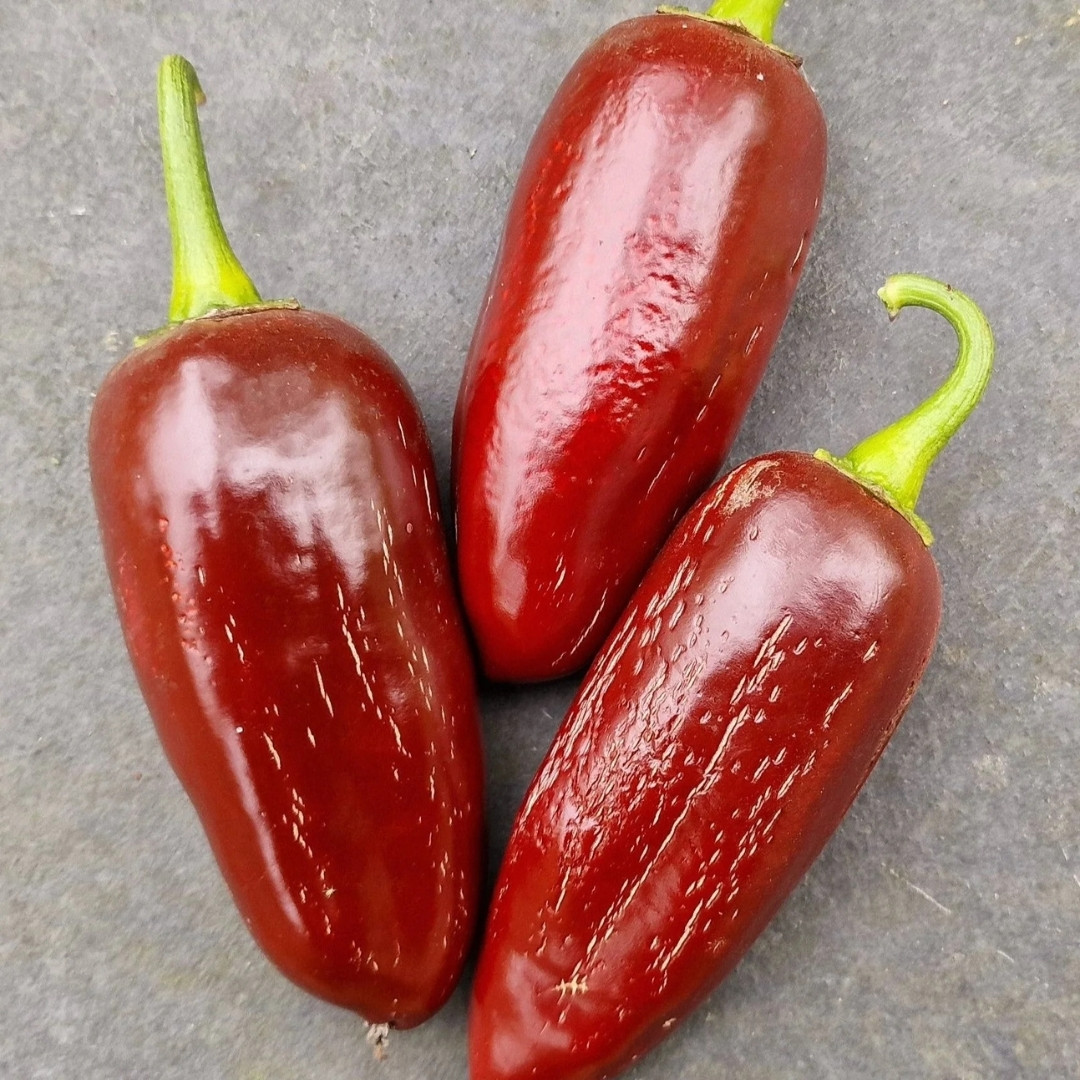 Hot Pepper Seeds Jalapeno Casablanca - 5