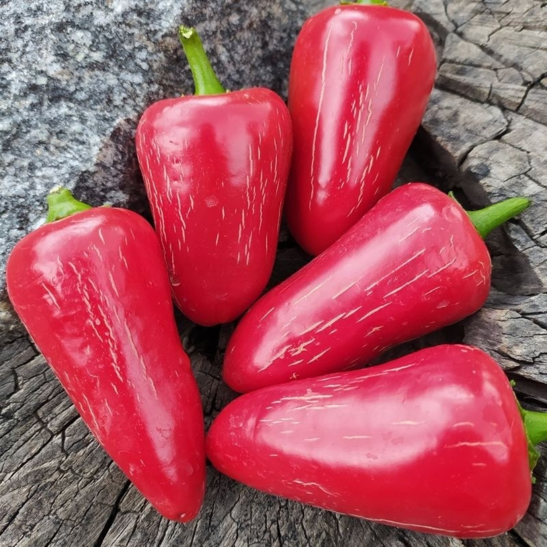 Hot Pepper Seeds Jalapeno Casablanca - 5