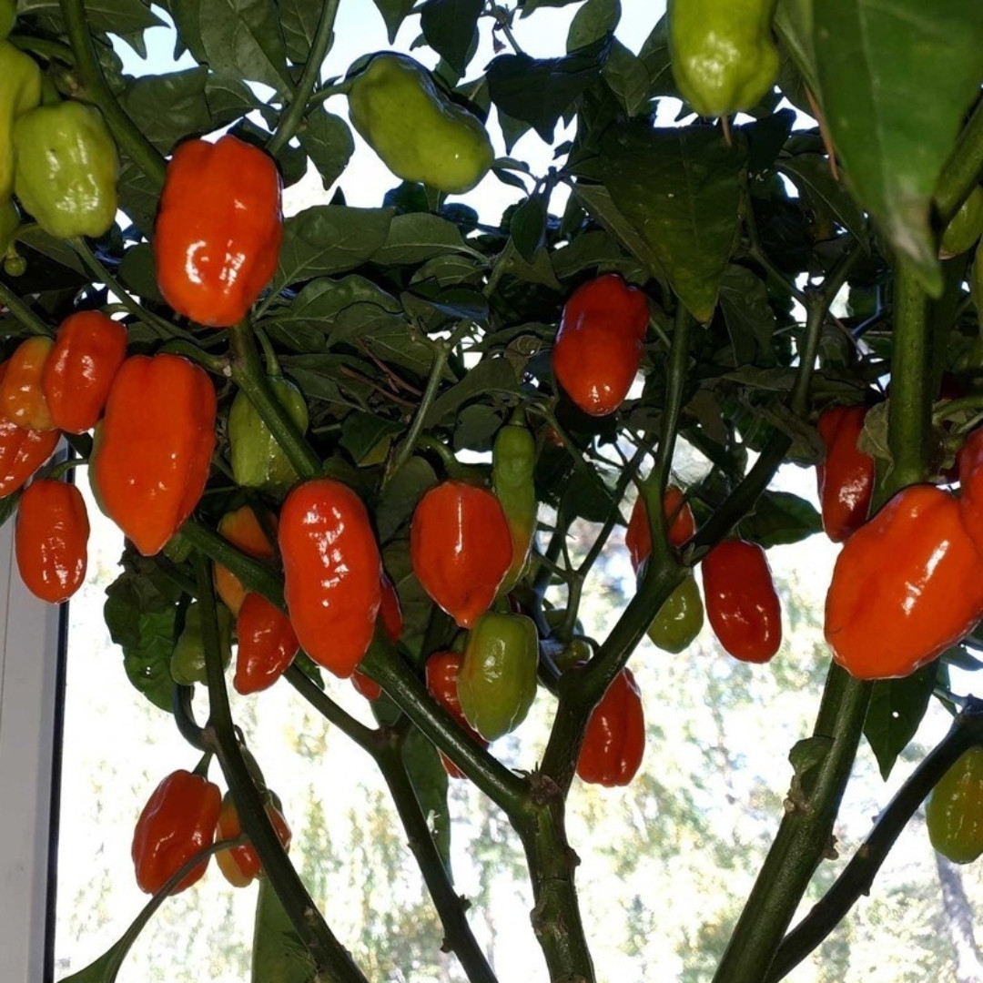 Hot Pepper Seeds Jalapeno Casablanca - 5