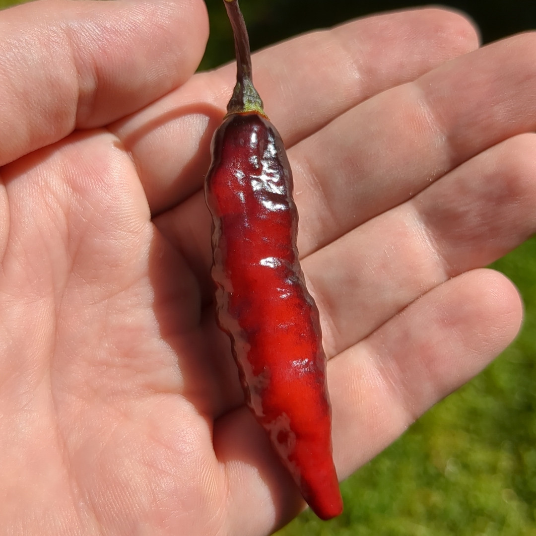 Hot Pepper Seeds Blood Ghost – Texas - 5