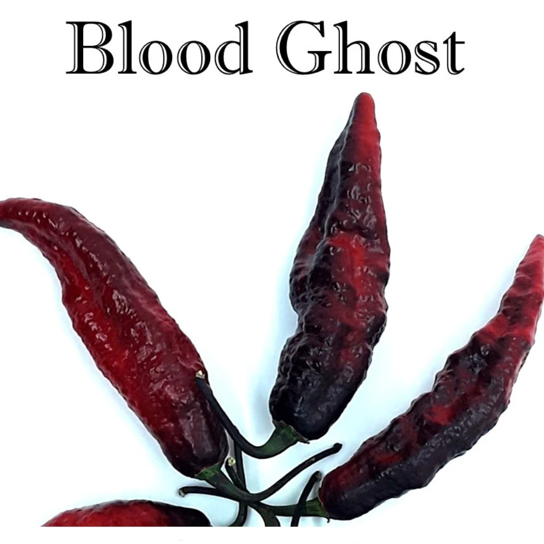 Hot Pepper Seeds Blood Ghost – Texas - 5