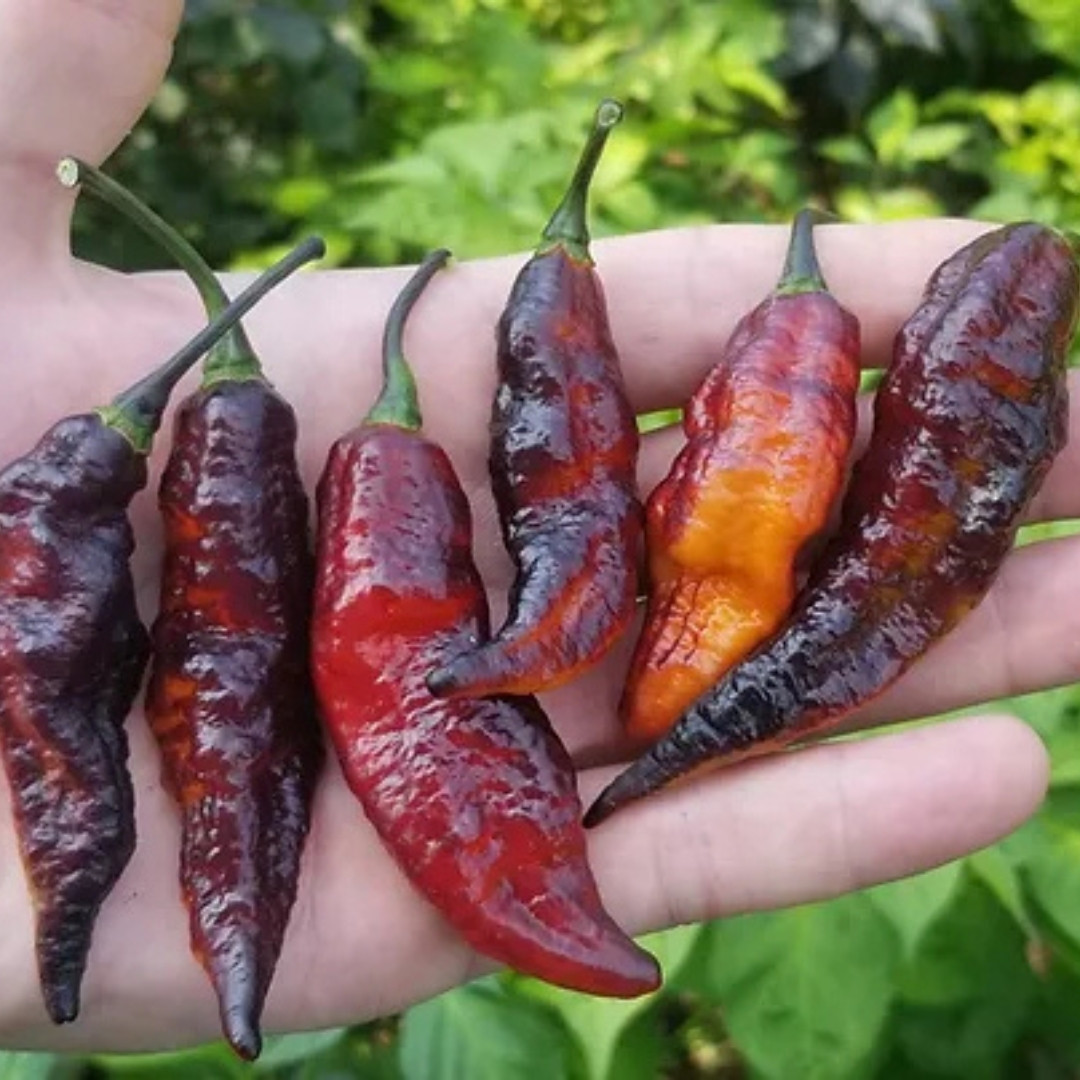 Hot Pepper Seeds Blood Ghost – Texas - 5
