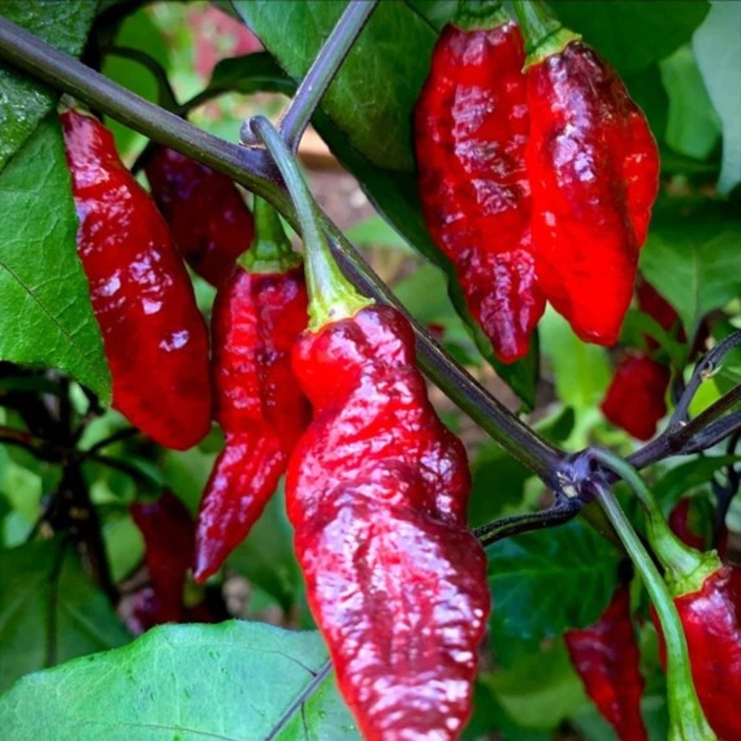 Hot Pepper Seeds Blood Ghost – Texas - 5