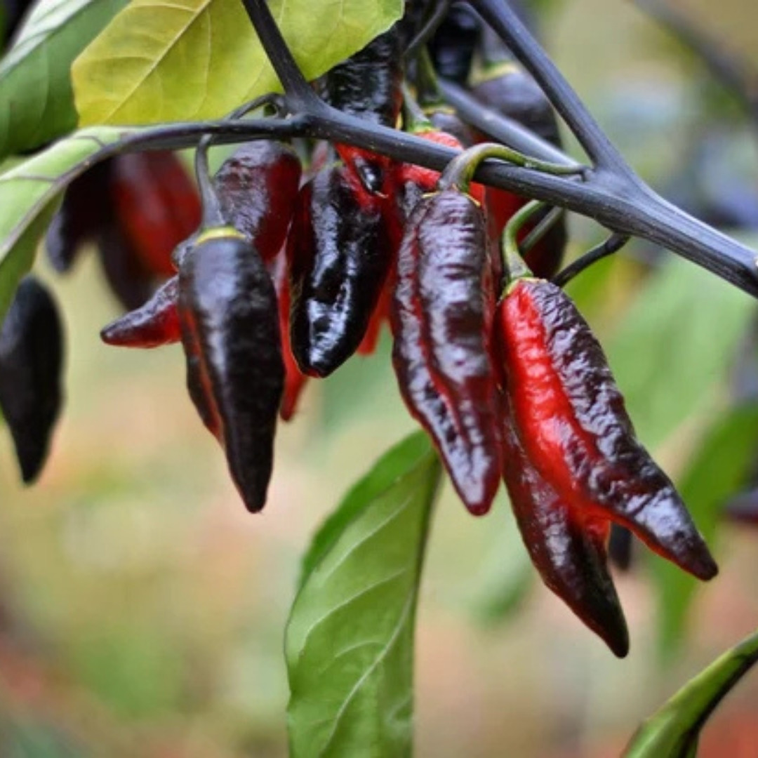 Hot Pepper Seeds Blood Ghost – Texas - 5