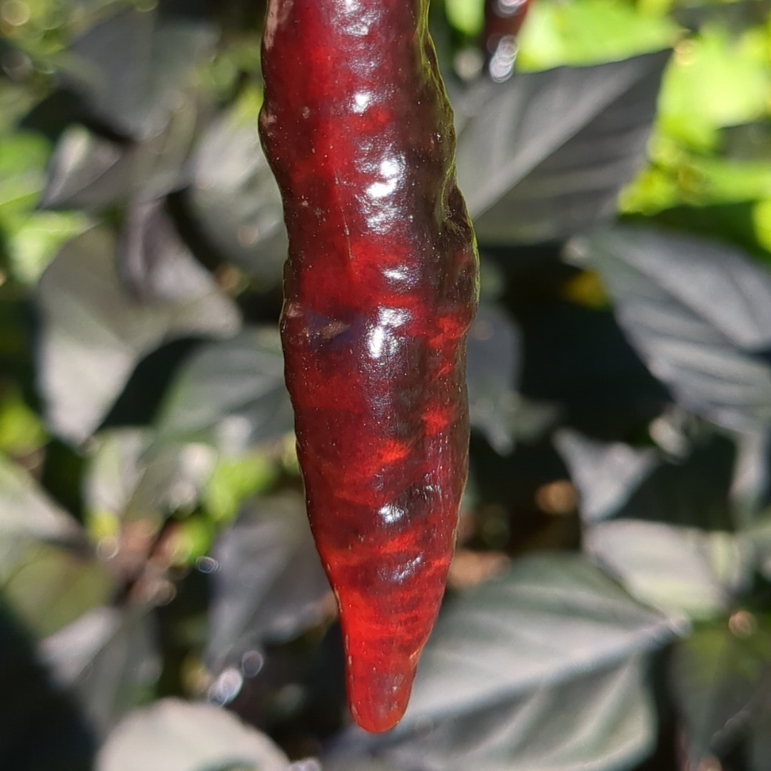 Hot Pepper Seeds Blood Ghost – Texas - 5