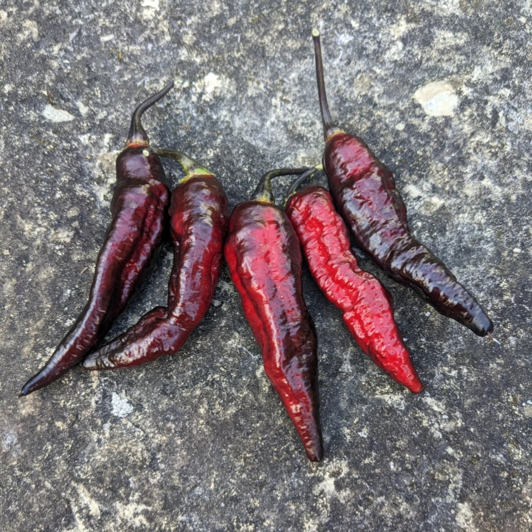 Hot Pepper Seeds Blood Ghost – Texas - 5
