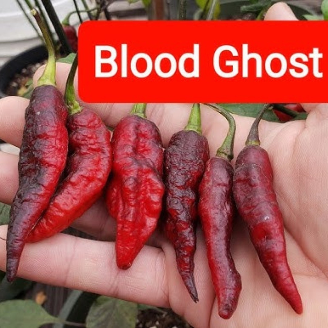 Hot Pepper Seeds Blood Ghost – Texas - 5
