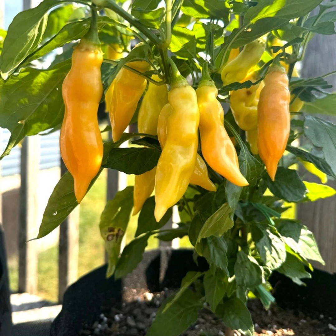 Hot Pepper Seeds Sugar Rush Peach - 5