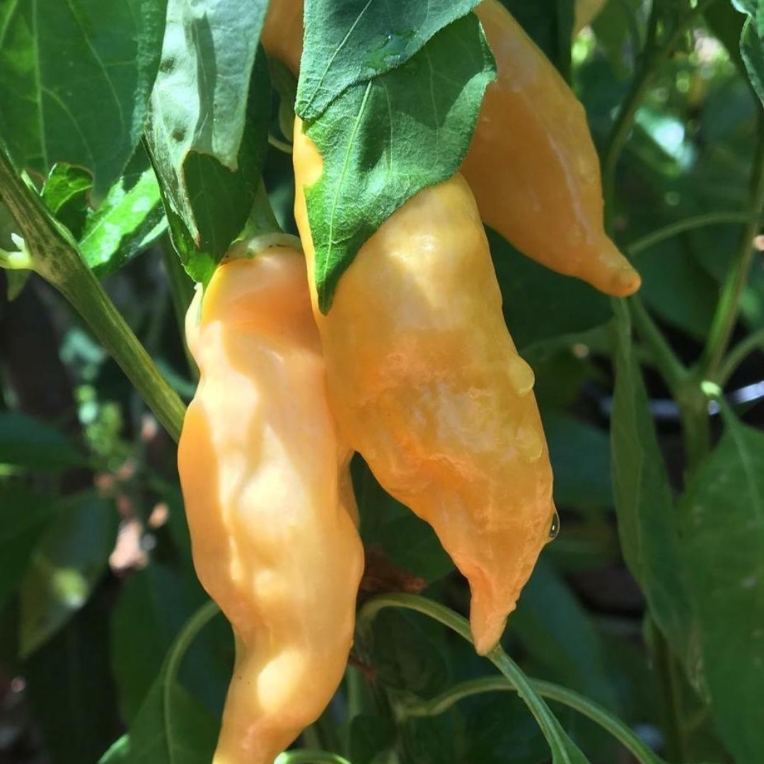 Hot Pepper Seeds Sugar Rush Peach - 5