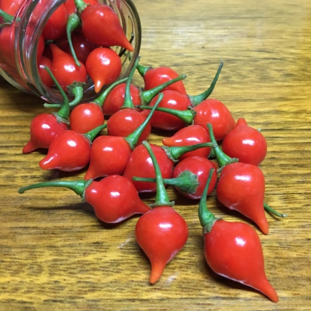 Hot Pepper Seeds Pimenta Biquinho De Bico - 5