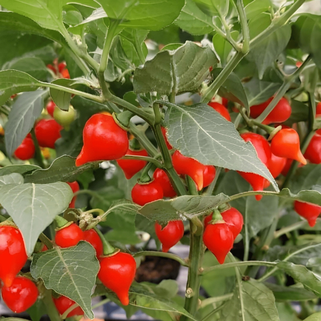 Hot Pepper Seeds Pimenta Biquinho De Bico - 5