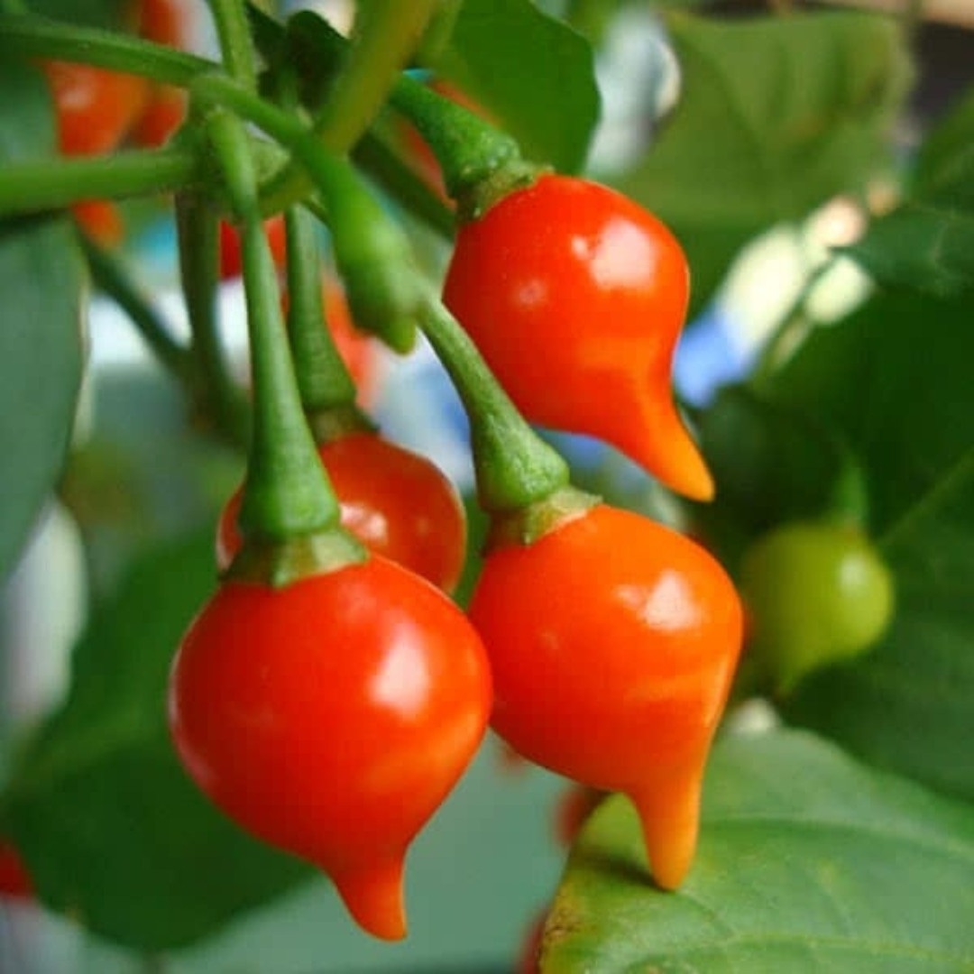 Hot Pepper Seeds Pimenta Biquinho De Bico - 5