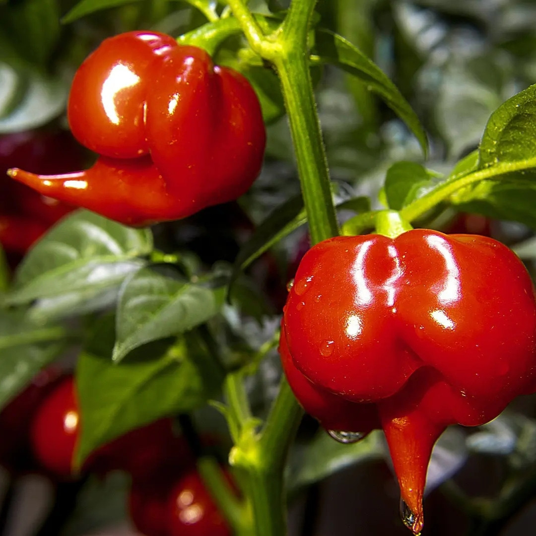 Hot Pepper Seeds Pimenta Biquinho De Bico - 5