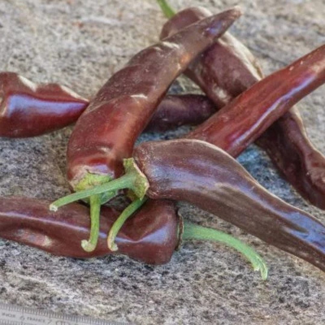 Hot Pepper Seeds CGN 23209 - 5