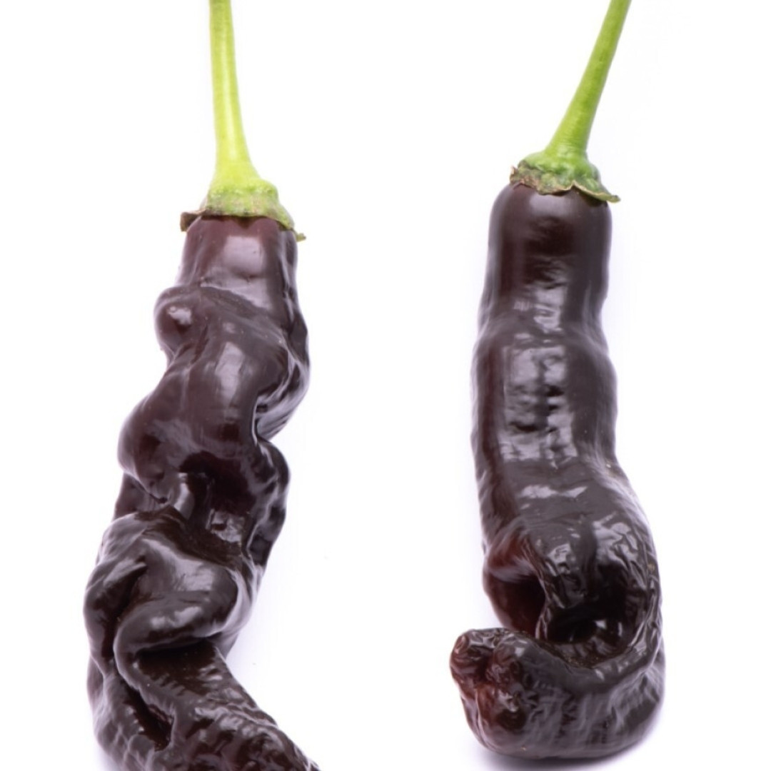Hot Pepper Seeds CGN 23209 - 5