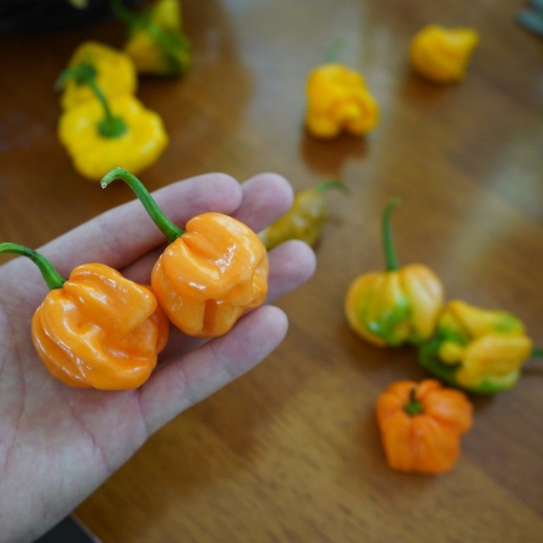 Hot Pepper Seeds Bahamian Goat - 5