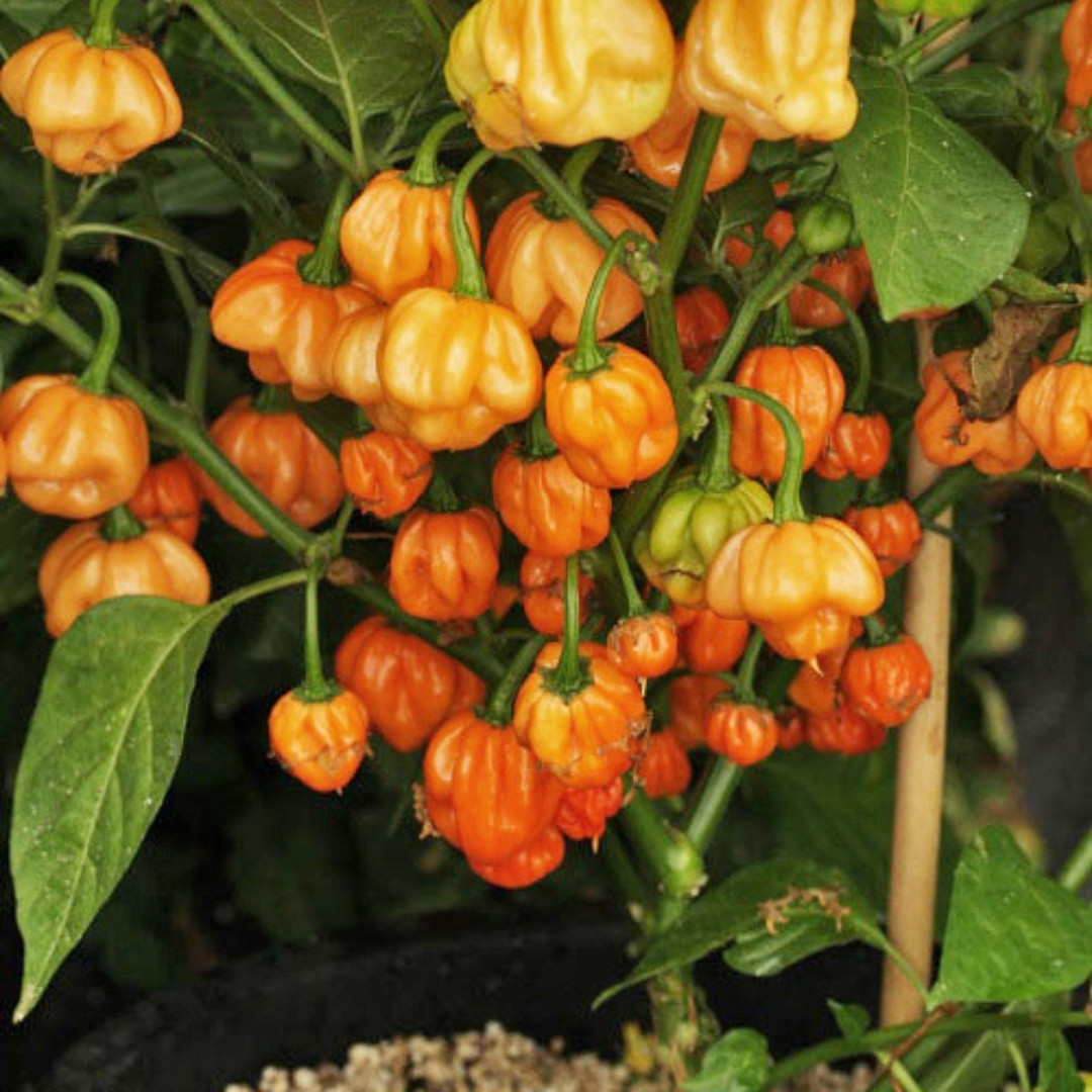 Hot Pepper Seeds Bahamian Goat - 5