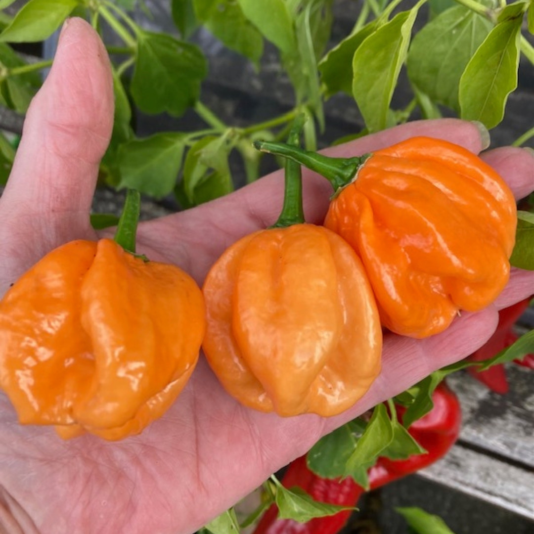 Hot Pepper Seeds Bahamian Goat - 5