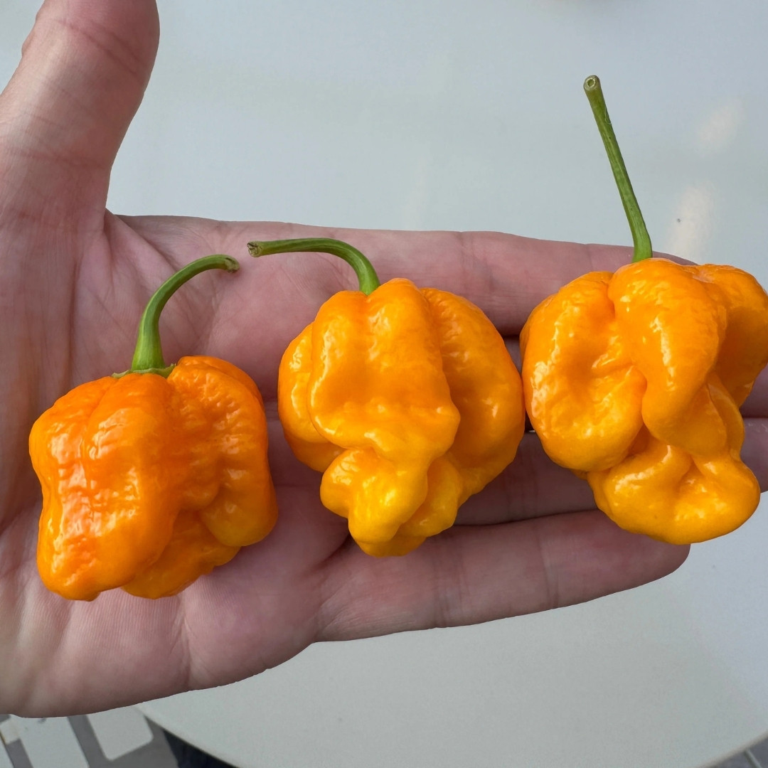 Hot Pepper Seeds Bahamian Goat - 5