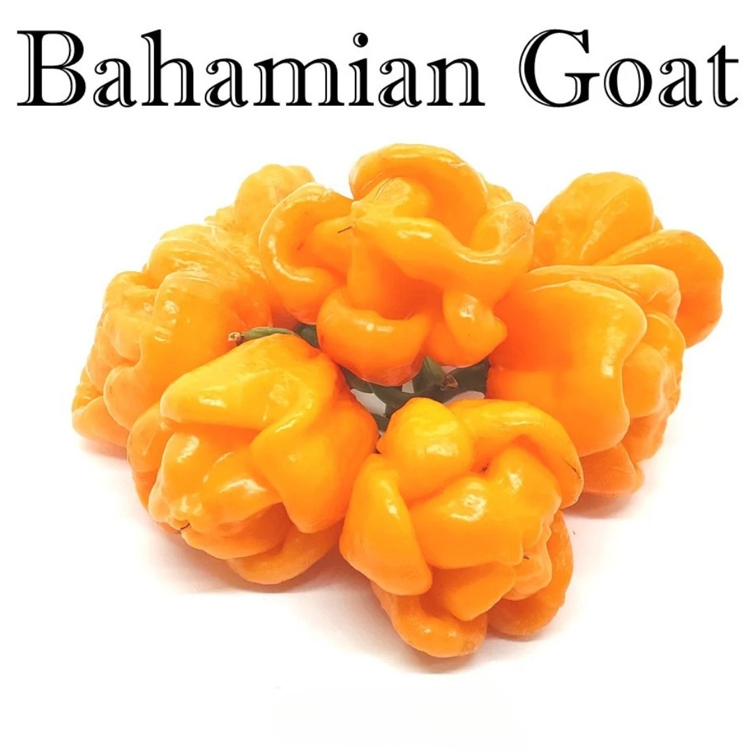 Hot Pepper Seeds Bahamian Goat - 5
